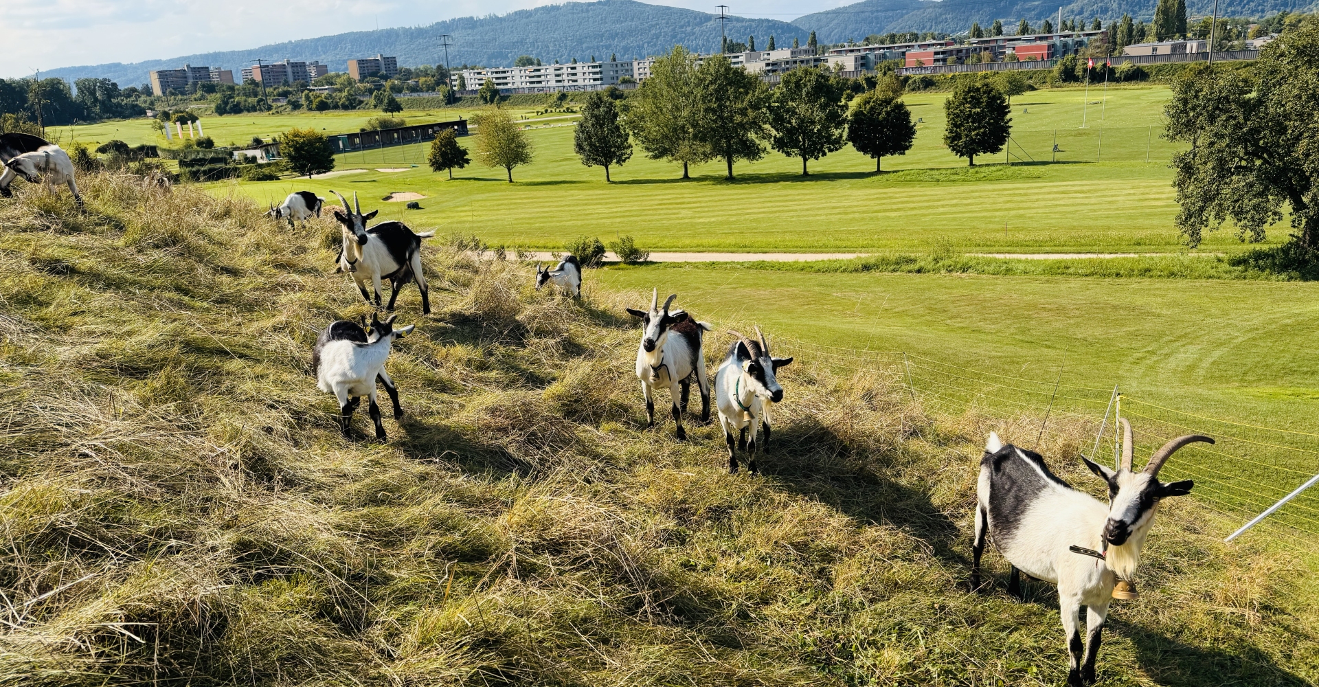 Golfplatz finden - Golf spielen - Golfspielen - Golfanlage - Golftraining - Golfkurse - Golfclub - Golfunterricht - Golfturniere - Golfwettkämpfe - Golfregeln - Golf - Golf für Anfänger - Golf für Fortgeschrittene - Golf für Kinder - Golf für Erwachsene - Golfevents -  Golf für Profis - Golfstunden - Golflehrer - Golfreisen - Golf Mitgliedschaft - Golfausrüstung - Golfplatz reservieren - Golf Rheinfelden - Golf Basel - Golf Aargau - golfzentrum.ch - Find Golf Course - Golf Playing - Golf Course - Golf Training - Golf Courses - Golf Club - Golf Lessons - Golf Tournaments - Golf Competitions - Golf Rules - Golf - Golf for Beginners - Golf for Advanced Players - Golf for Kids - Golf for Adults - Golf Events - Golf for Professionals - Golf Lessons - Golf Instructor - Golf Travel - Golf Membership - Golf Equipment - Reserve Golf Course - Golf Rheinfelden - Golf Basel - Golf Aargau - golfzentrum.ch