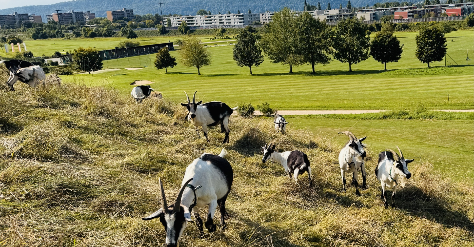 Golfplatz finden - Golf spielen - Golfspielen - Golfanlage - Golftraining - Golfkurse - Golfclub - Golfunterricht - Golfturniere - Golfwettkämpfe - Golfregeln - Golf - Golf für Anfänger - Golf für Fortgeschrittene - Golf für Kinder - Golf für Erwachsene - Golfevents -  Golf für Profis - Golfstunden - Golflehrer - Golfreisen - Golf Mitgliedschaft - Golfausrüstung - Golfplatz reservieren - Golf Rheinfelden - Golf Basel - Golf Aargau - golfzentrum.ch - Find Golf Course - Golf Playing - Golf Course - Golf Training - Golf Courses - Golf Club - Golf Lessons - Golf Tournaments - Golf Competitions - Golf Rules - Golf - Golf for Beginners - Golf for Advanced Players - Golf for Kids - Golf for Adults - Golf Events - Golf for Professionals - Golf Lessons - Golf Instructor - Golf Travel - Golf Membership - Golf Equipment - Reserve Golf Course - Golf Rheinfelden - Golf Basel - Golf Aargau - golfzentrum.ch