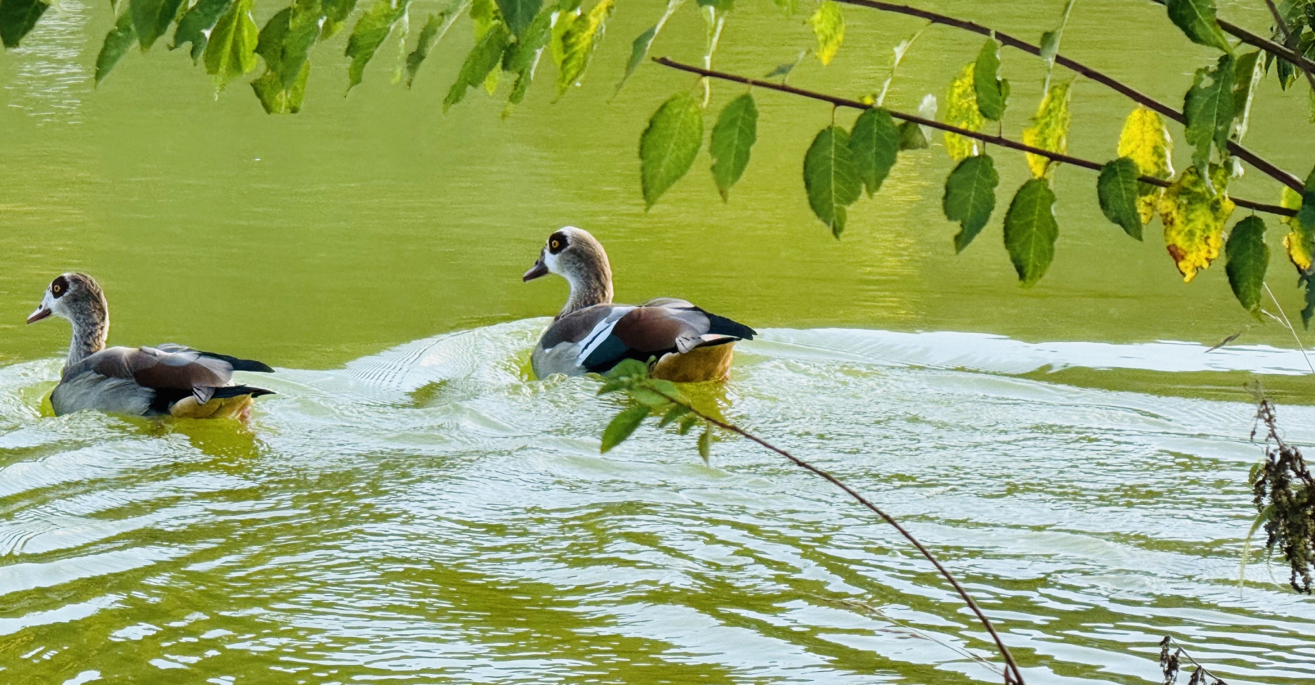 Golfplatz finden - Golf spielen - Golfspielen - Golfanlage - Golftraining - Golfkurse - Golfclub - Golfunterricht - Golfturniere - Golfwettkämpfe - Golfregeln - Golf - Golf für Anfänger - Golf für Fortgeschrittene - Golf für Kinder - Golf für Erwachsene - Golfevents -  Golf für Profis - Golfstunden - Golflehrer - Golfreisen - Golf Mitgliedschaft - Golfausrüstung - Golfplatz reservieren - Golf Rheinfelden - Golf Basel - Golf Aargau - golfzentrum.ch - Find Golf Course - Golf Playing - Golf Course - Golf Training - Golf Courses - Golf Club - Golf Lessons - Golf Tournaments - Golf Competitions - Golf Rules - Golf - Golf for Beginners - Golf for Advanced Players - Golf for Kids - Golf for Adults - Golf Events - Golf for Professionals - Golf Lessons - Golf Instructor - Golf Travel - Golf Membership - Golf Equipment - Reserve Golf Course - Golf Rheinfelden - Golf Basel - Golf Aargau - golfzentrum.ch