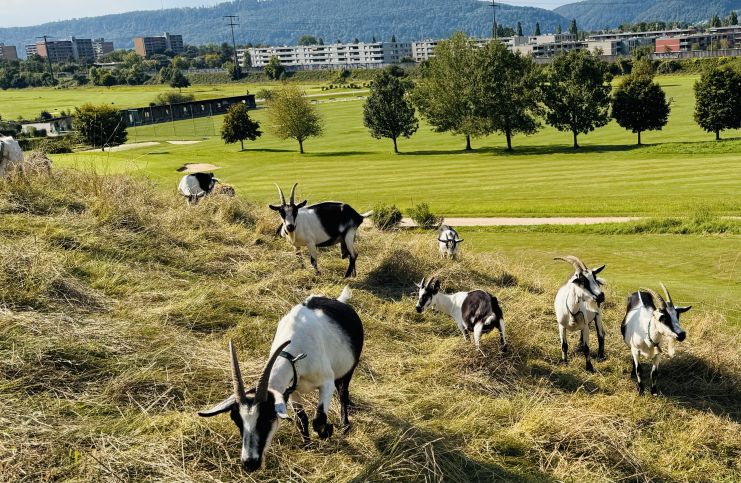 Golfplatz finden - Golf spielen - Golfspielen - Golfanlage - Golftraining - Golfkurse - Golfclub - Golfunterricht - Golfturniere - Golfwettkämpfe - Golfregeln - Golf - Golf für Anfänger - Golf für Fortgeschrittene - Golf für Kinder - Golf für Erwachsene - Golfevents -  Golf für Profis - Golfstunden - Golflehrer - Golfreisen - Golf Mitgliedschaft - Golfausrüstung - Golfplatz reservieren - Golf Rheinfelden - Golf Basel - Golf Aargau - golfzentrum.ch - Find Golf Course - Golf Playing - Golf Course - Golf Training - Golf Courses - Golf Club - Golf Lessons - Golf Tournaments - Golf Competitions - Golf Rules - Golf - Golf for Beginners - Golf for Advanced Players - Golf for Kids - Golf for Adults - Golf Events - Golf for Professionals - Golf Lessons - Golf Instructor - Golf Travel - Golf Membership - Golf Equipment - Reserve Golf Course - Golf Rheinfelden - Golf Basel - Golf Aargau - golfzentrum.ch